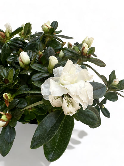 Αζαλέα λευκή Rhododendron simsii