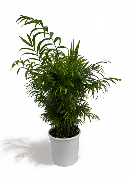 Χαμαιδωρέα Chamaedorea elegans