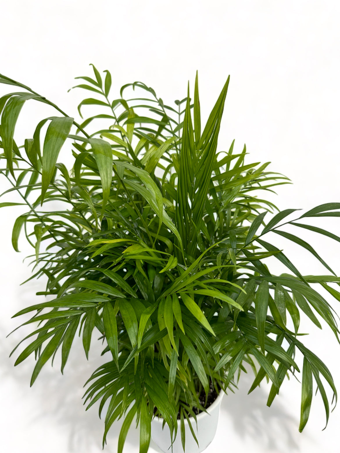 Χαμαιδωρέα Chamaedorea elegans