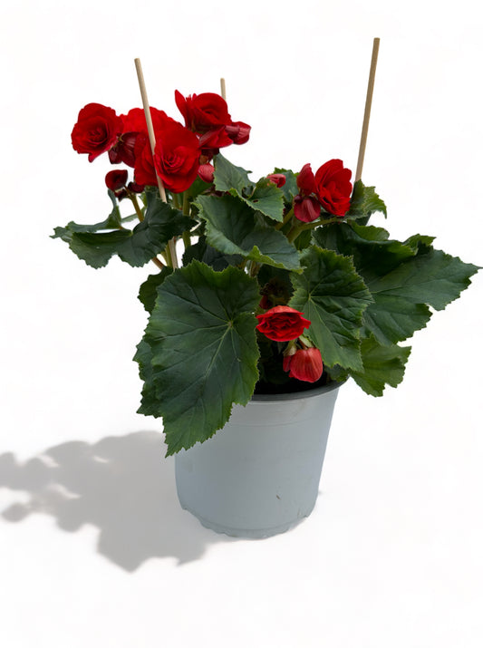 Μπιγγόνια Elatior Begonia κόκκινο Φ19 25-30εκ.