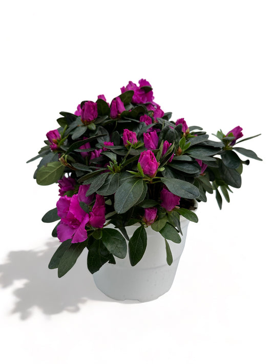 Αζαλέα μωβ Rhododendron simsii Φ22 20-25εκ.