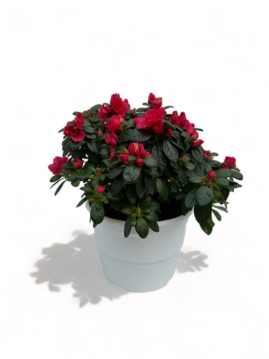 Αζαλέα φούξια Rhododendron simsii Φ22 20-25εκ.