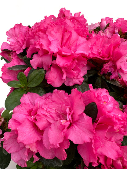 Αζαλέα απαλό φούξια Rhododendron simsii Φ22 20-25εκ.