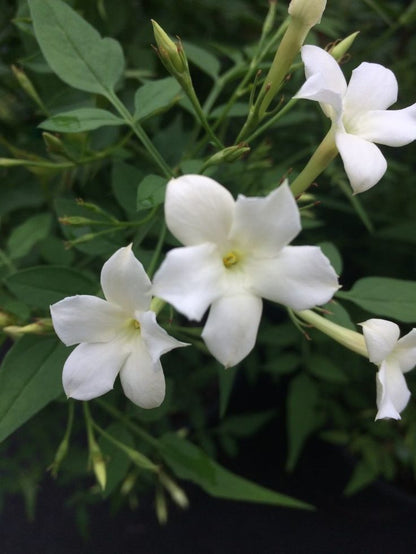 Γιασεμί Χιώτικο (Jasminum grandiflorum) Φ19εκ.