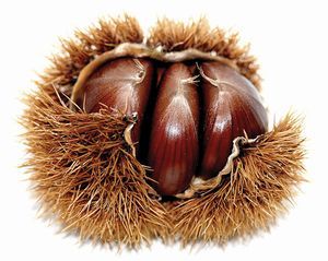 Καστανιά Μαρώνια Βόλου (Castanea sativa)