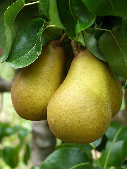 Αχλαδιά Πάσα κρασανα (Pyrus communis)