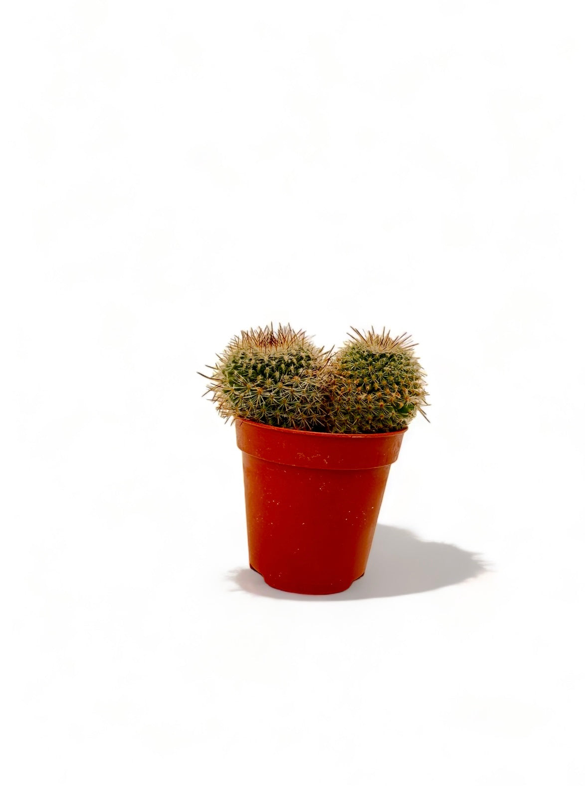 Κάκτος Mammillaria spinosissima Φ5,5εκ.