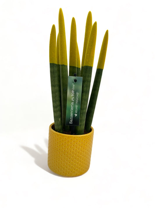 Παχύφυτο Σανσεβιέρια Sansevieria cylindrica Velvet Touch με κίτρινο κεραμικό κασπώ Φ10εκ.