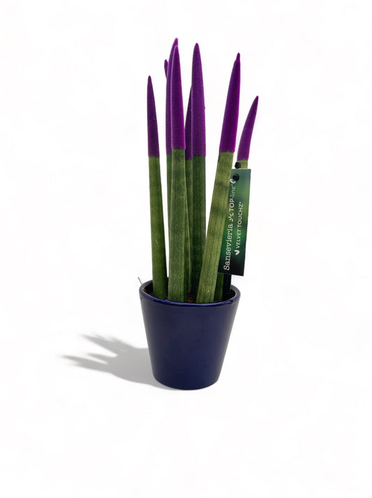 Παχύφυτο Σανσεβιέρια Sansevieria cylindrica Velvet Touch με μπλε-μωβ κεραμικό κασπώ Φ10εκ.