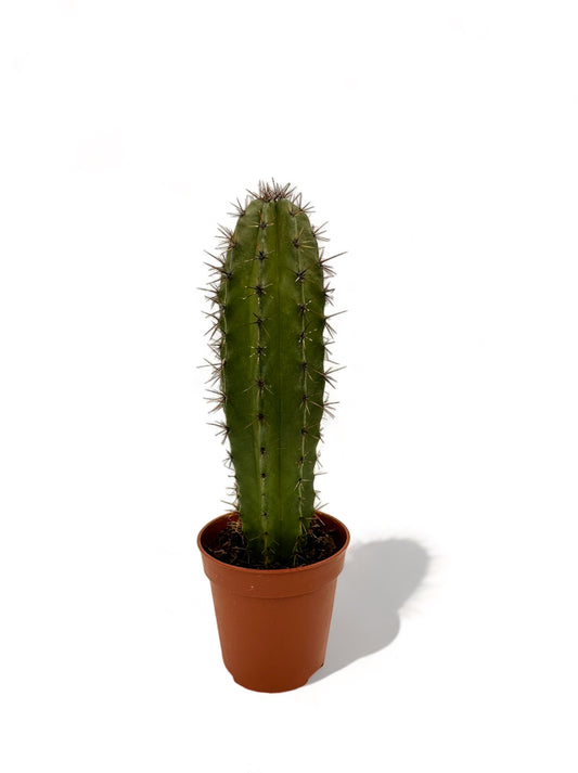 Κάκτος Φ5,5εκ.