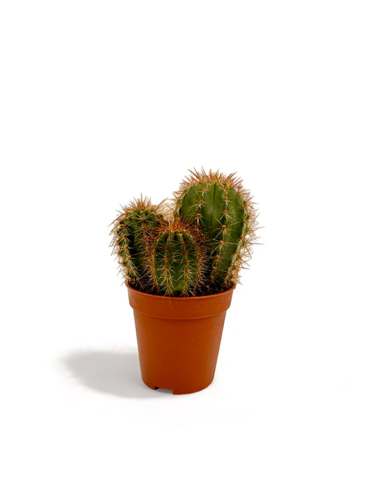 Κάκτος Φ5,5εκ.