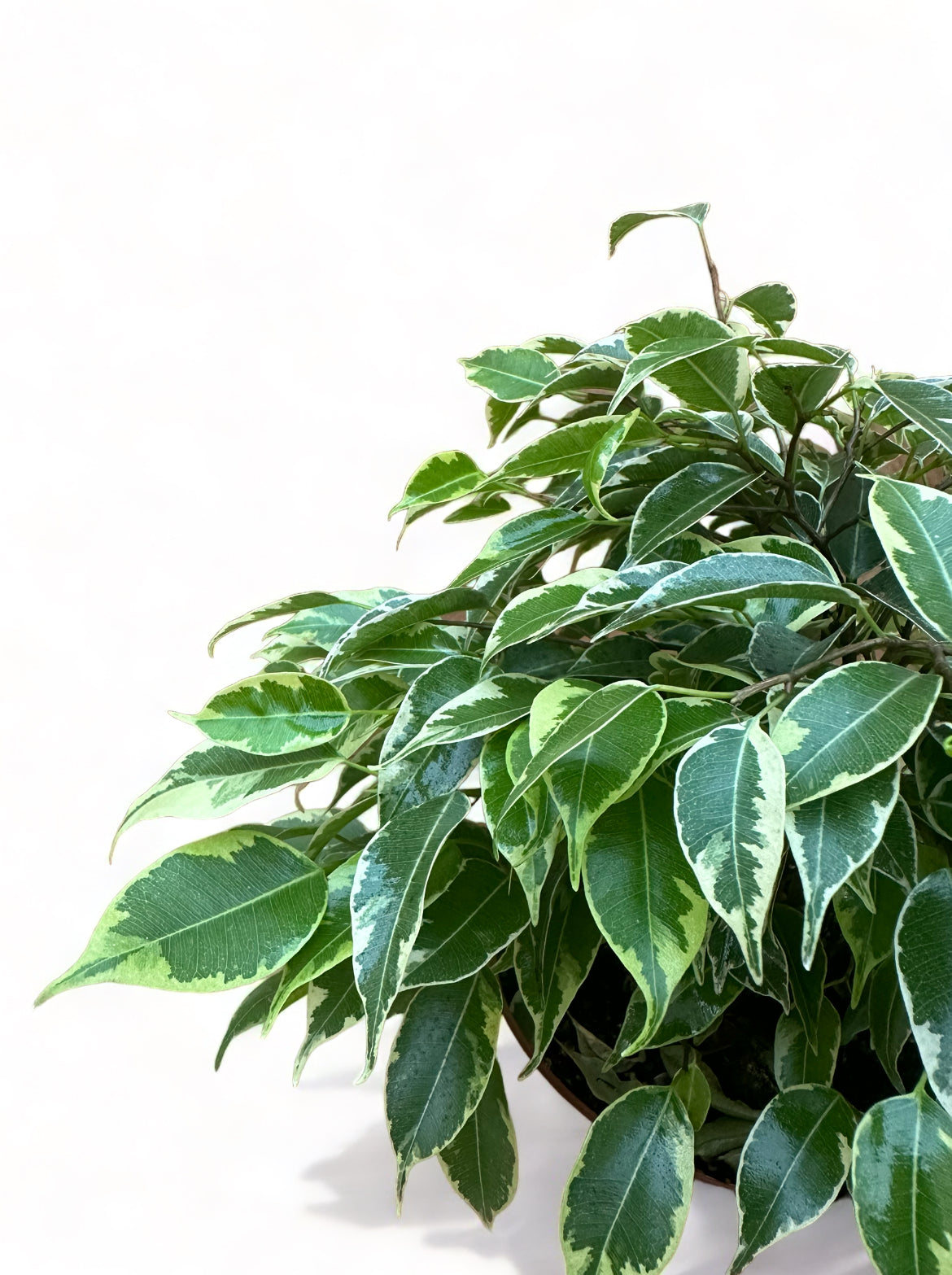 Φίκος μπένζαμιν Ficus Benjamina "Kinky" mini
