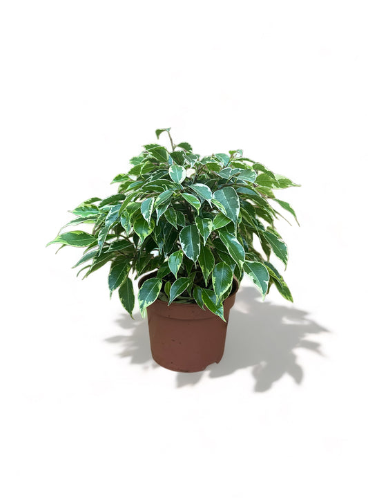 Φίκος μπένζαμιν Ficus Benjamina "Kinky" mini