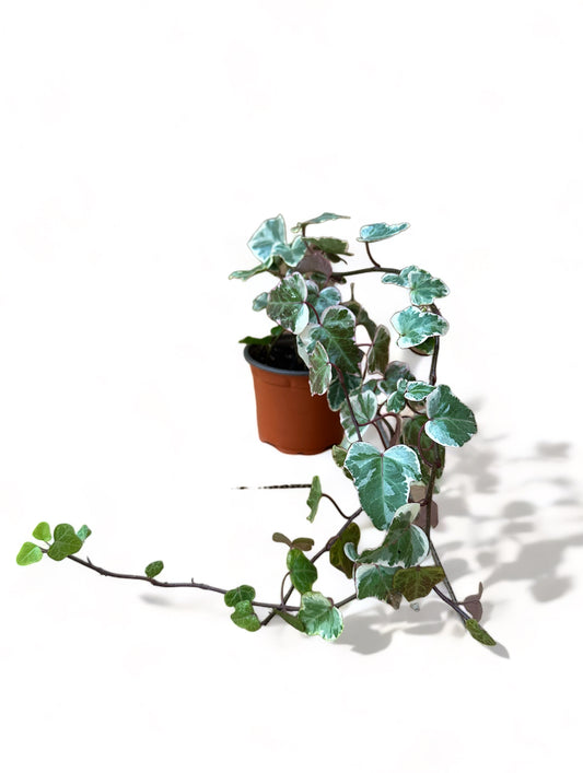 Κισσός Hedera helix 'Goldchild'