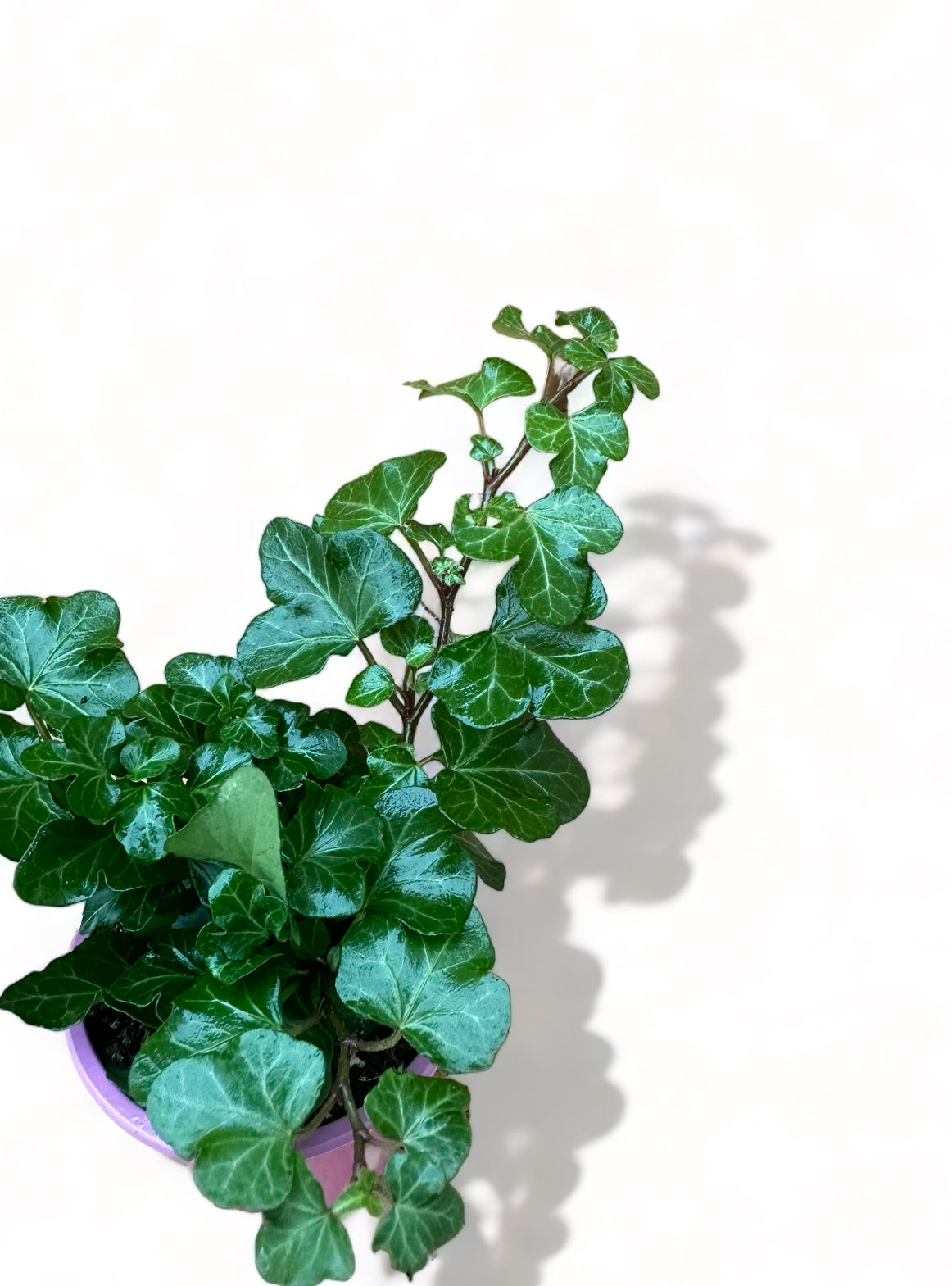Κισσός Hedera helix 'Wonder'