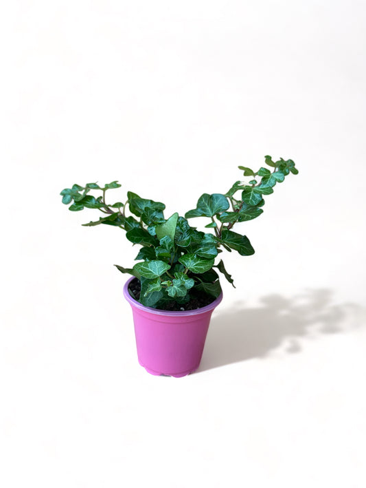 Κισσός Hedera helix 'Wonder'