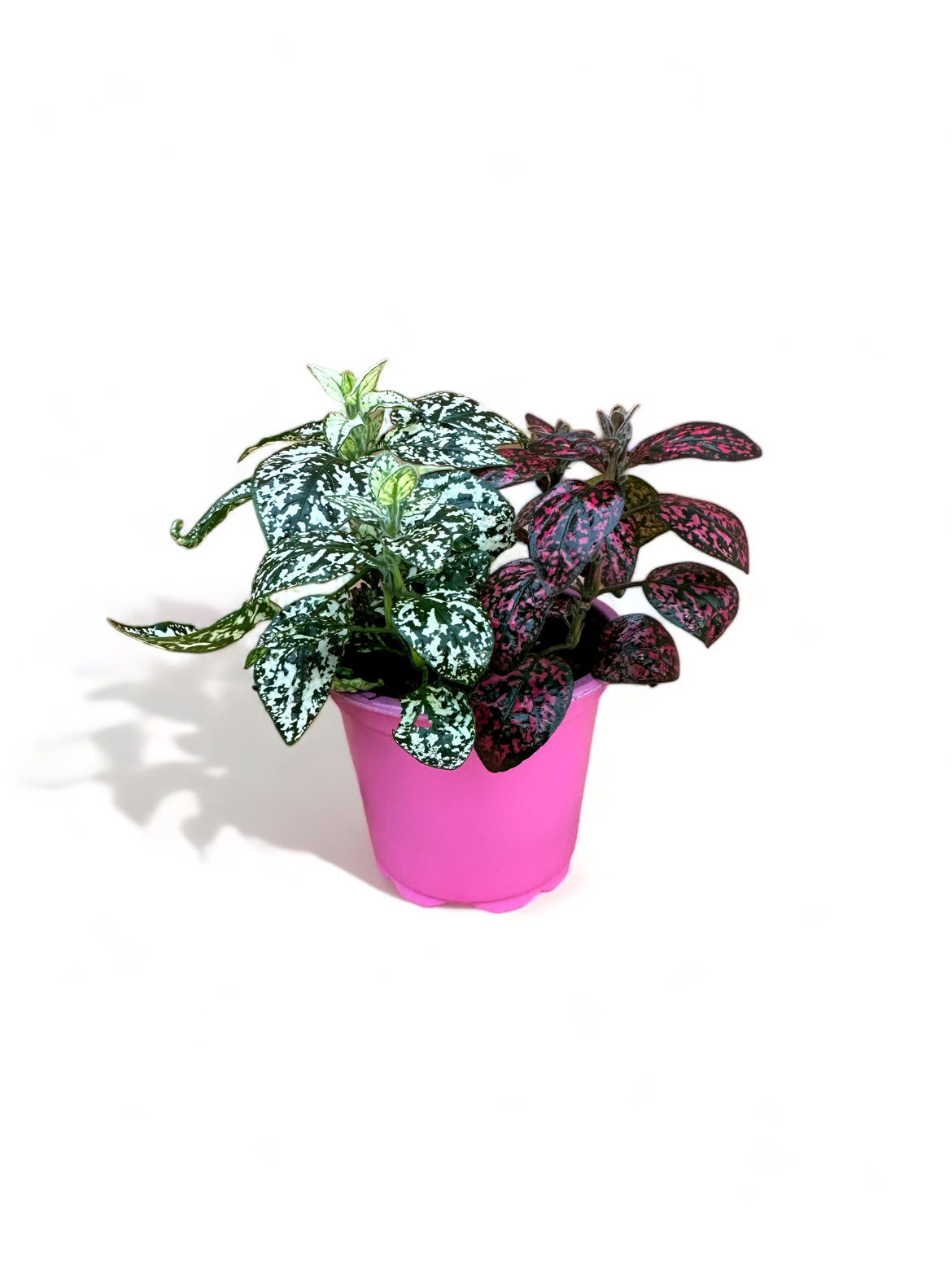 Πόλκα Polka Dot Plant λευκό - φούξια