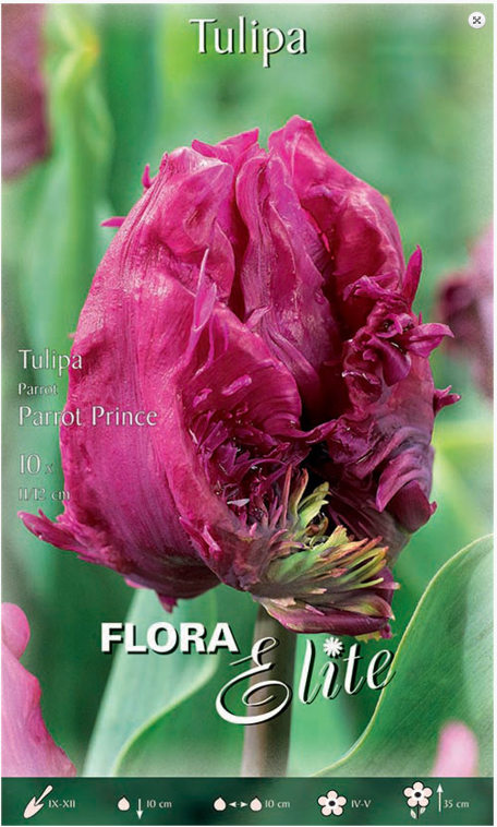 Τουλίπα Parrot Prince 817984 10τεμ.