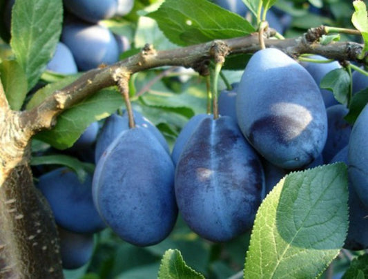 Δαμάσκηνο Στάνλεϋ (stanley)