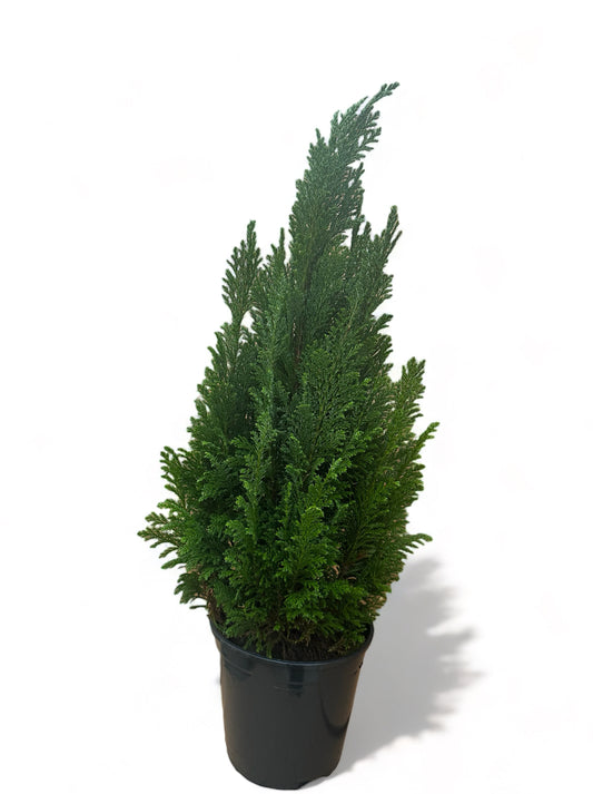 Χαμαικυπάρισσος Chamaecyparis ellwoodii