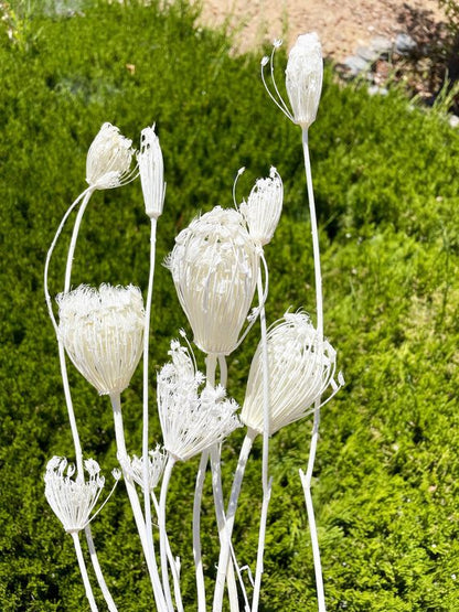 Finocchio fennel bleached αποξηραμένο μπουκέτο 50εκ.