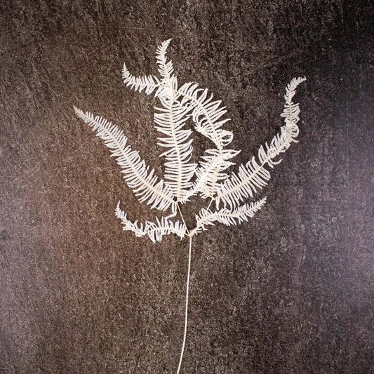 Bleached Dried Mountain Fern αποξηραμένο κλαδί 1τεμ