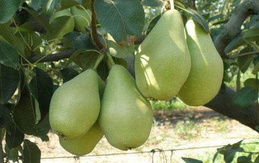 Αχλαδιά Κρυστάλλι (Τσακώνικο Ή Βουτυράτο)