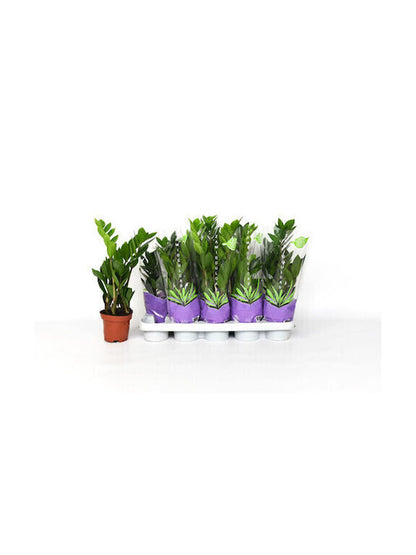 Ζάμια – Zamioculcas zamiifolia