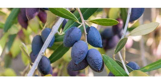 Ελιά Καλαμών