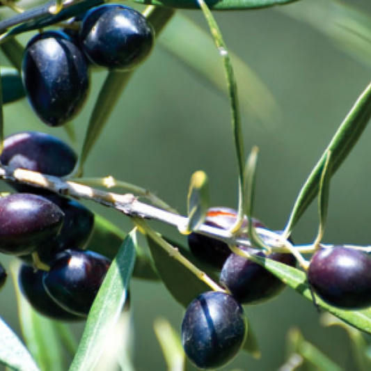 Ελιά Μεγαρίτικη