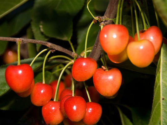 Κερασιά Γαλανά - Ναπολεόν