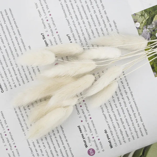 Bunny Tails λευκό 40–50εκ. – Αποξηραμένα Κλαδιά (5 τεμ.)